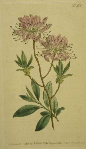 Rhodora - Rhododendron canadense - рододендрон канадский